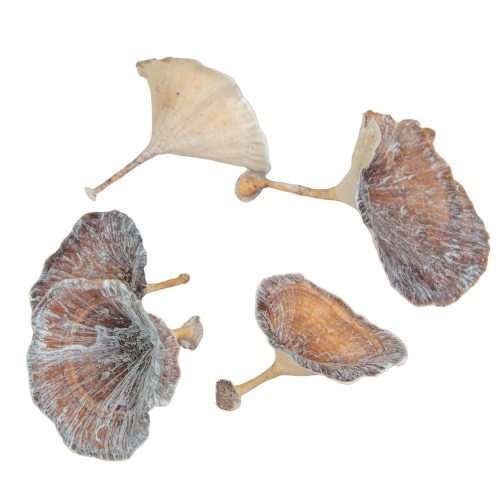 Gomba vegyes zúzmarás 5dkg/csom