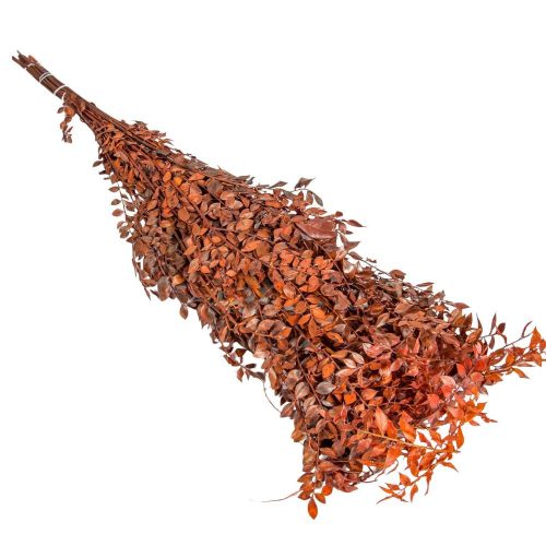Ruscus narancs 18dkg/csom