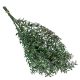 Ruscus vil.zöld 18dkg/csom