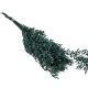 Ruscus söt.zöld 18dkg/csom