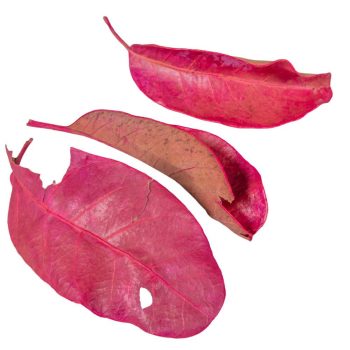 Mandioca levél rózsaszín 5dkg/csom