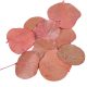 Moneta levél rózsaszín 8,5dkg/csom