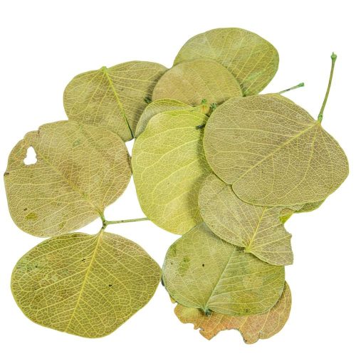 Moneta levél mohazöld 8,5dkg/csom