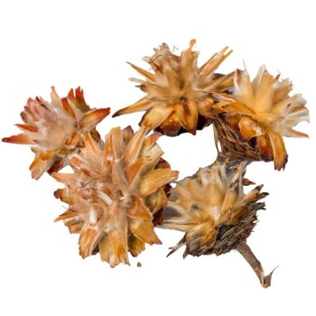 Plumosum fej natúr 15dkg/csomag