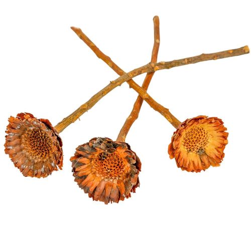 Protea compacta margaréta sötét natúr 9db-os
