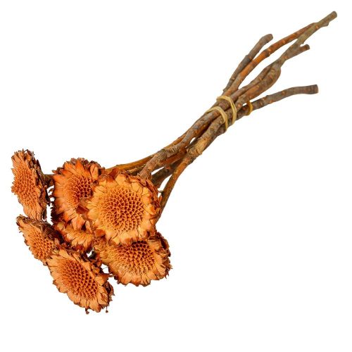 Protea margaréta sötét natúr 7db-os