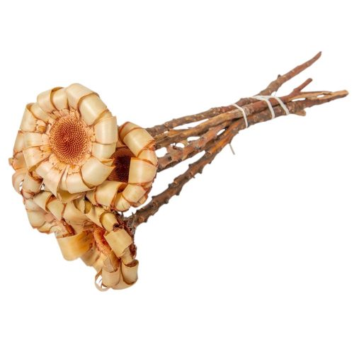 Protea curly krém 6db-os