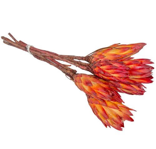Protea piros bimbó natúr 8db-os