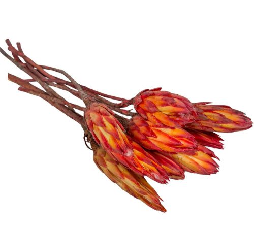 Protea piros bimbó II. oszt. natúr 9db-os