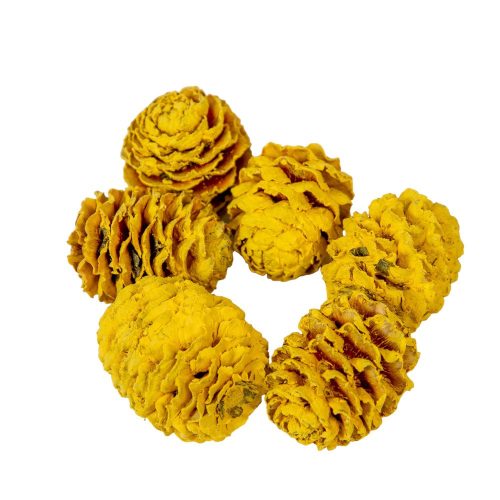 Meridianum falfestékes sárga 10db/csomag