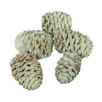 Meridianum falfestékes halványzöld 16dkg/csomag