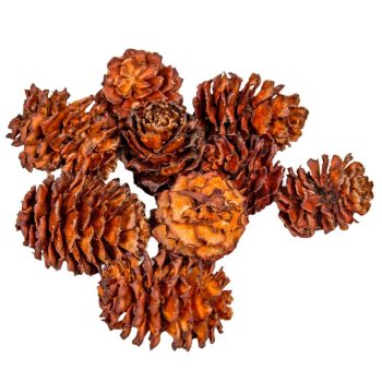 Salignum barna 10dkg/csom