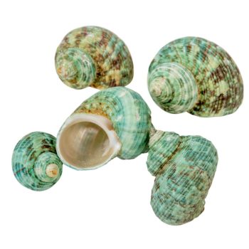 Kagyló 1kg Csiga Aquamarina natúr