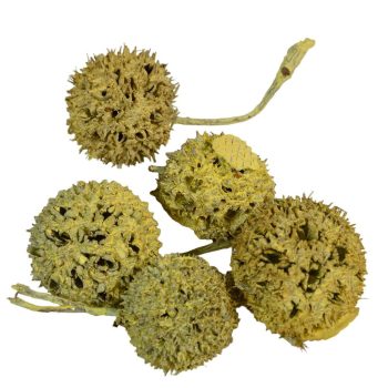 Ámbrafa termés kínai falfestékes sárga 14dkg/csomag