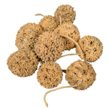 Ámbrafa termés kínai falfestékes narancs 14dkg/csomag