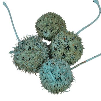 Ámbrafa termés kínai falfestékes türkiz 14dkg/csomag