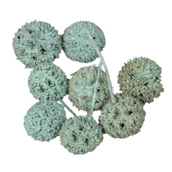 Ámbrafa termés  aqua 14dkg/csomag