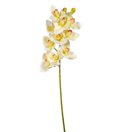 Orchidea ág gumi krém M70cm 12db/#