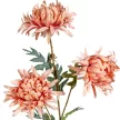 Krizantém ág 3v. mix M72cm 24db/#