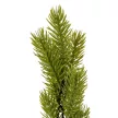 Fenyő ág M44cm