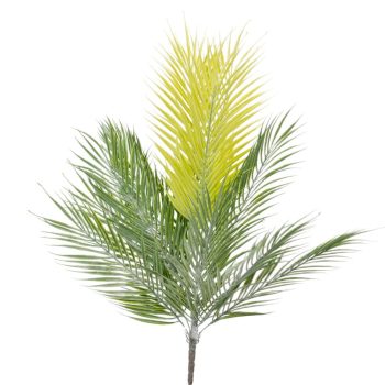 Datolyapálma bokor 15 ágú 76cm