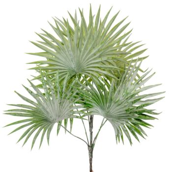 Legyező pálma 8 ágú hamvas 52cm