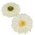 Gerbera virágfej krém 12cm 4 darabos csomagban rendelhető (darab ár!)