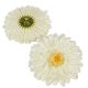 Gerbera virágfej krém 12cm 4 darabos csomagban rendelhető (darab ár!)