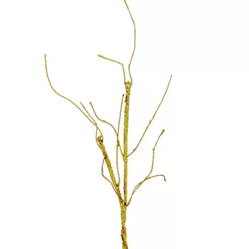 Mohás ág zöld M55cm 60db/#