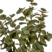 Eukaliptusz bokor 7ágú  világos zöld M46cm 30db/#