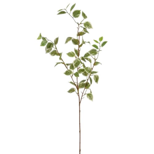 Fikusz ág M90cm 30db/#