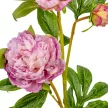 Peoni ág 3 virágos lila 76cm