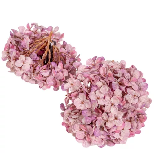 Hortenzia virágfej D15cm