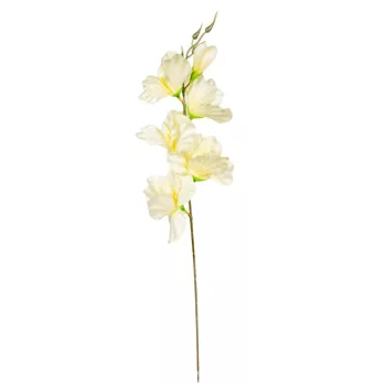 Kardvirág szálas krém M55cm