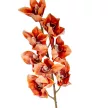 Orchidea ág M86cm