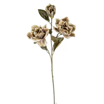 Magnólia ág 3v. M80cm