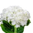 Hortenzia szálas fehér M35cm 12db/#
