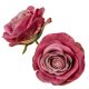 Rózsa virágfej sötétmályva D8cm 12db/csom