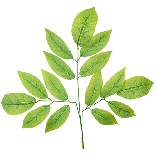 Citromleveles ág M70cm 12db/köteg