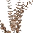 Eukaliptusz ág 5ágú pezsgő M85cm 24db/#