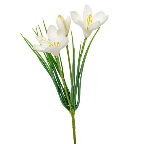 Krókusz 3v. krém M30cm 24db/#