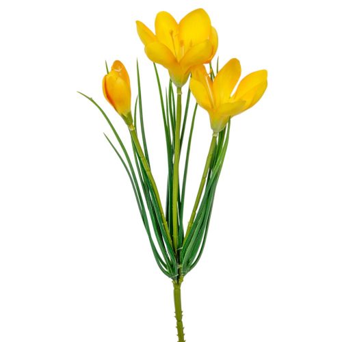 Krókusz 3v,.sárga  M30cm 24db/#