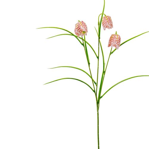 Hóvirág 3v. barna-krém M55cm 24db/#