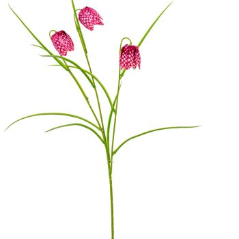 Hóvirág 3v. bordó M55cm 24db/#