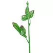 Rózsa virágszár M60cm 10db/köteg 280db/#