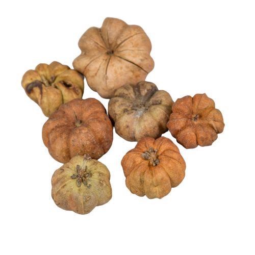 Mini tök termés natúr 25 db/cs.