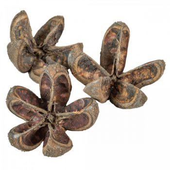 Vad narancs szárított havas szürker 14db-os