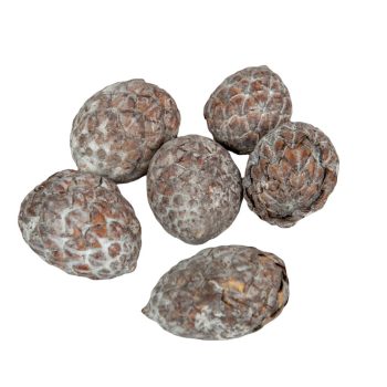   Cane fruit pálma mag bogyós termés havas fehér 17dkg/csom