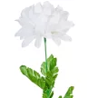 Krizantém szálas 50cm fehér 3 darabos csomagban rendelhető