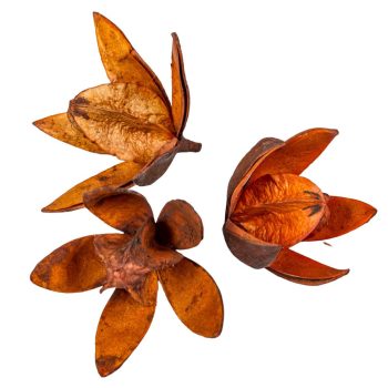 Wild lili szárított terrekotta 11db/csom